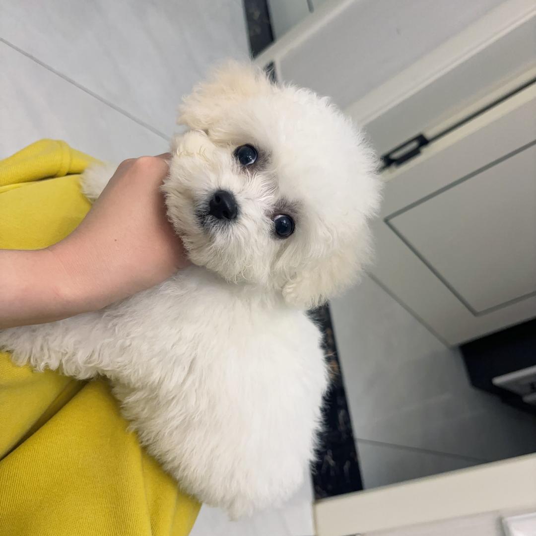 汪汪宠物服务小铺