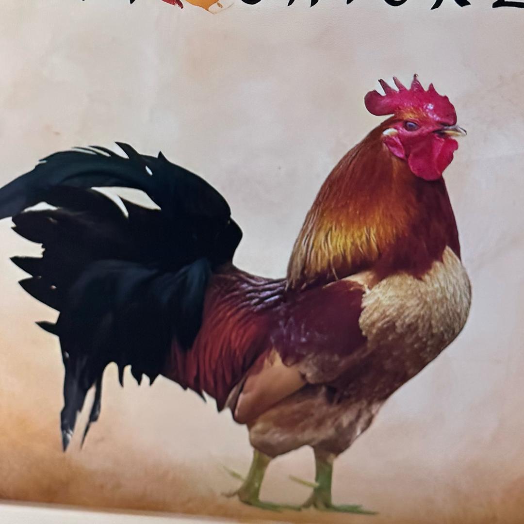漯河地摊鲜炒鸡(李大能耐)
