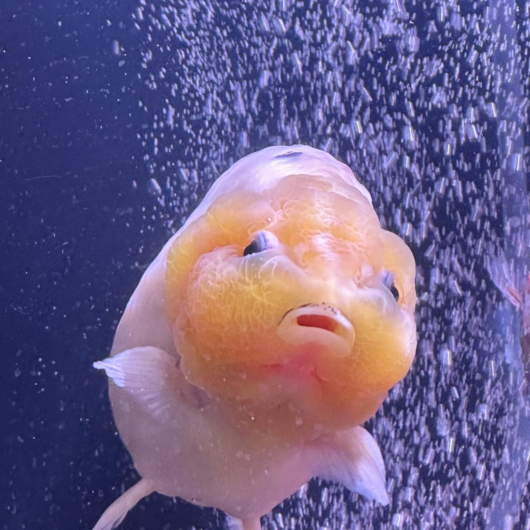 花花养鱼