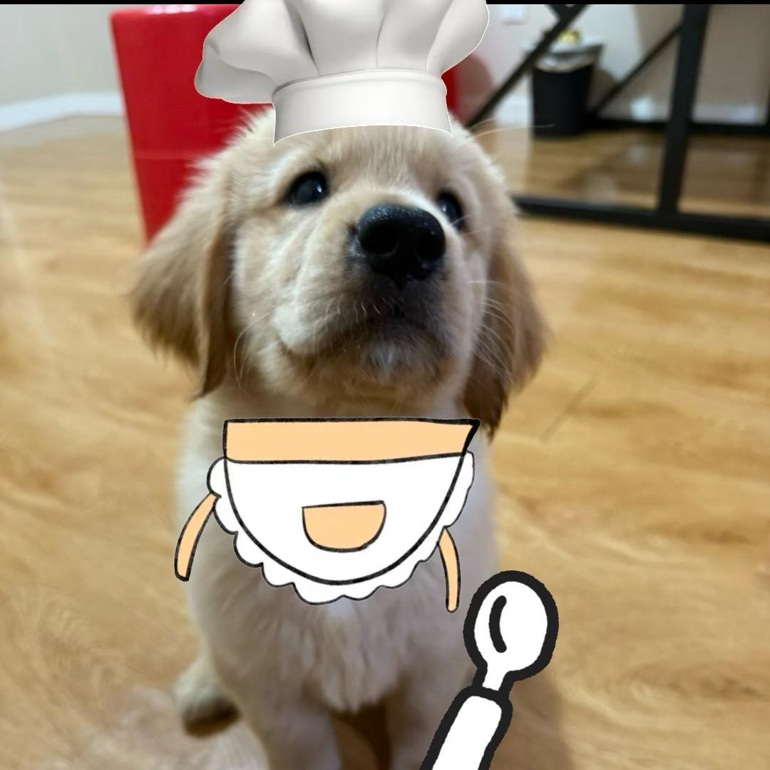 六月与猫