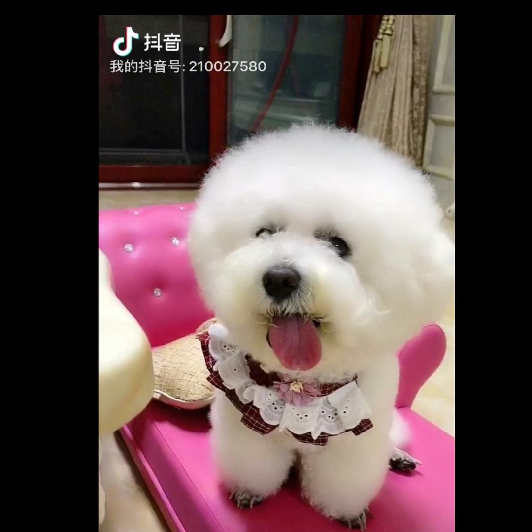 李菲菲🐶🐶