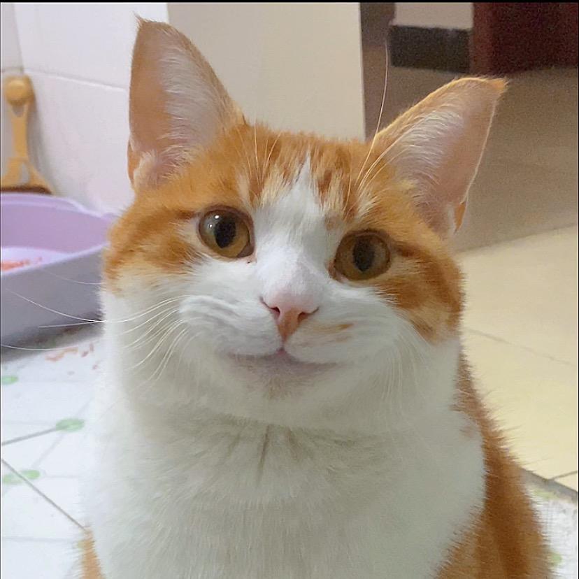 狗蛋是坨猫