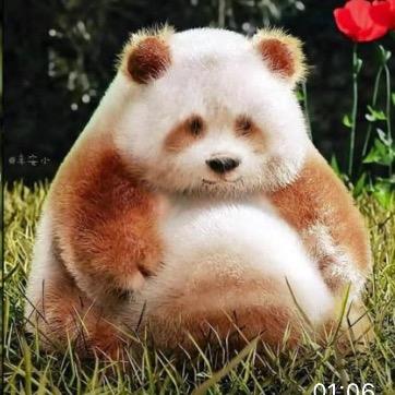 蹦蹦丶