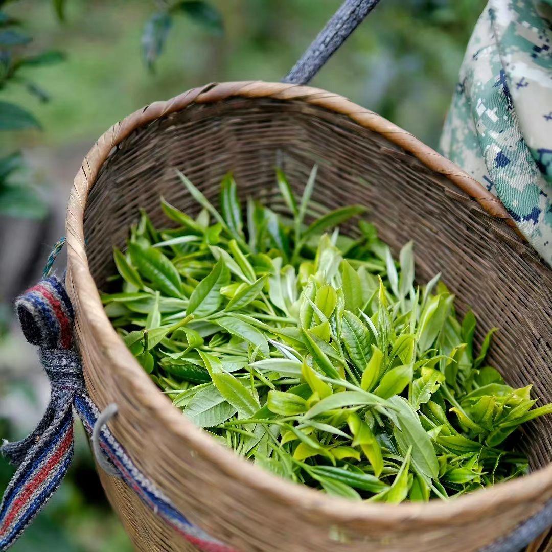 源自云南大山里的一片叶子🍃～茶