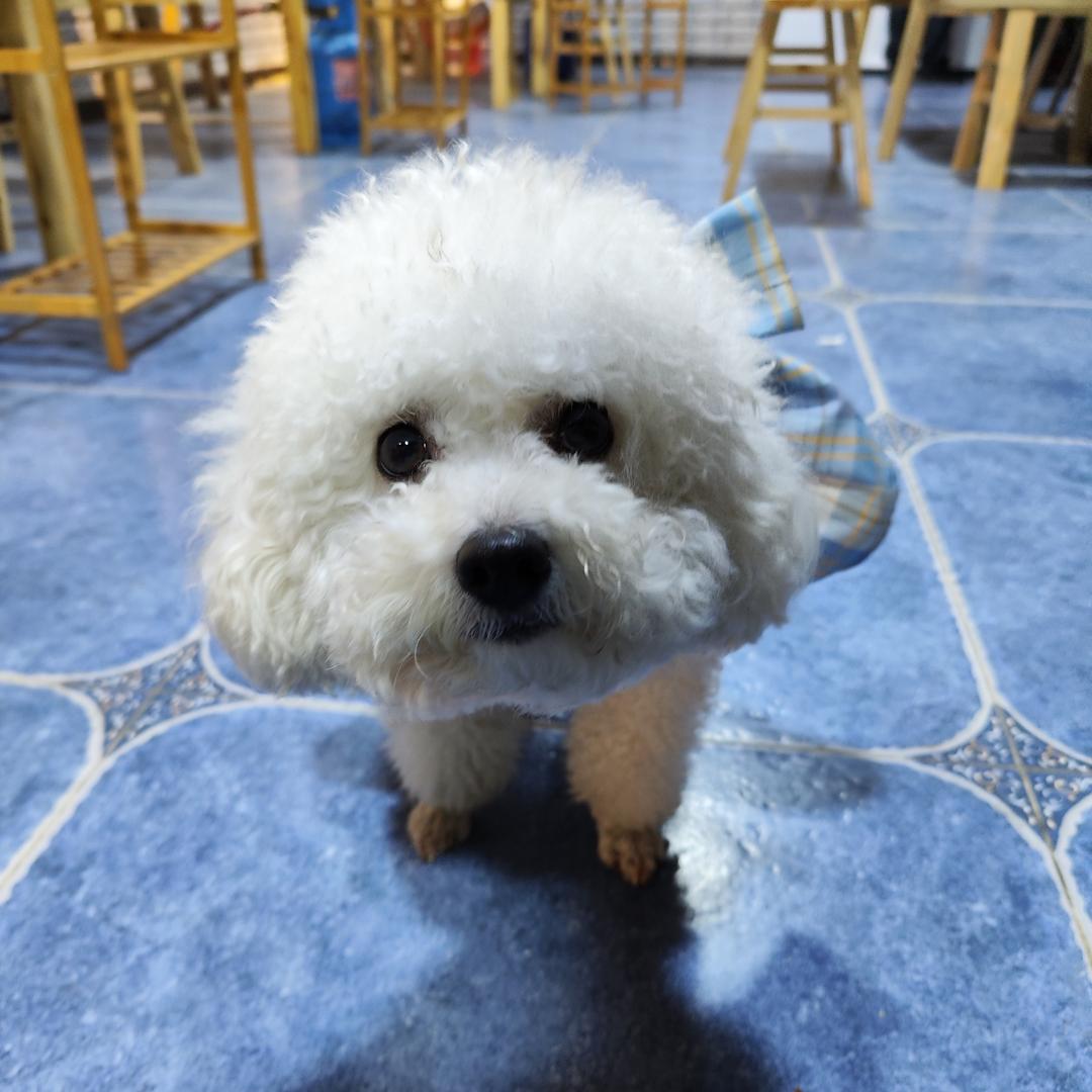 胖娃