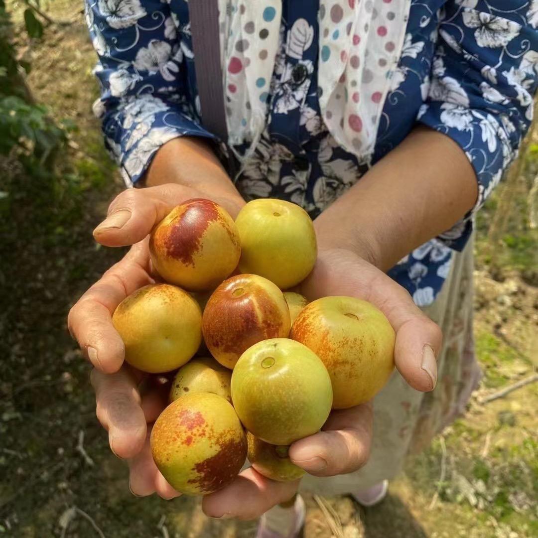 何大娘冬枣