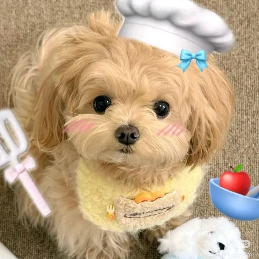 ✨美美公举🍡（动物使者）✨