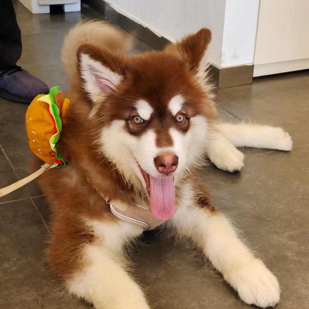 小狗熊都爱的昭通苹果🍎