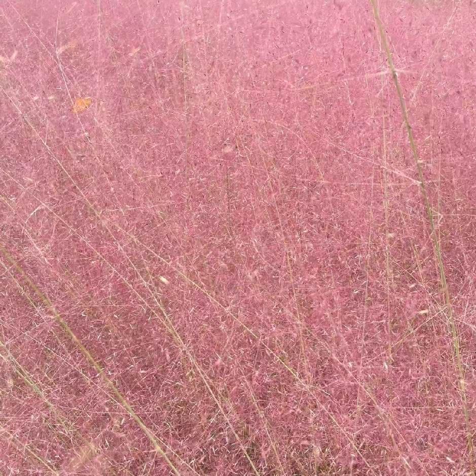 ◂ ᙚᵐⁱᒻᵉ¨̮♡⤾＂