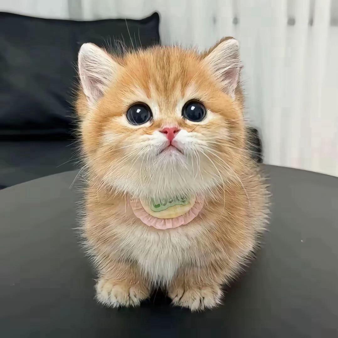 小鱼