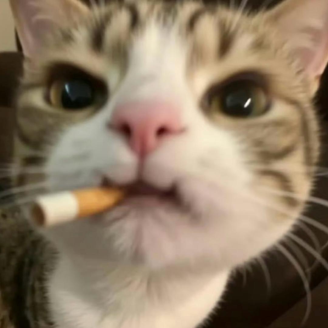 嘟嘟猫✨