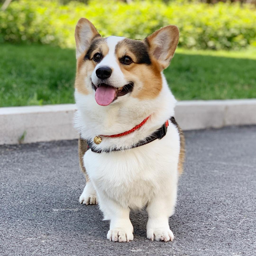 凯撒撒吖🐾