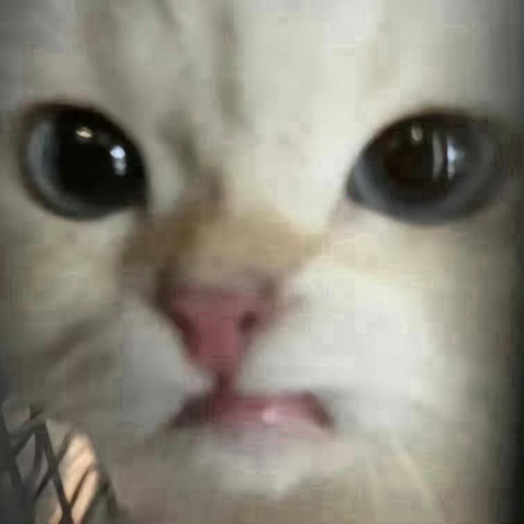 祺祺怪怪