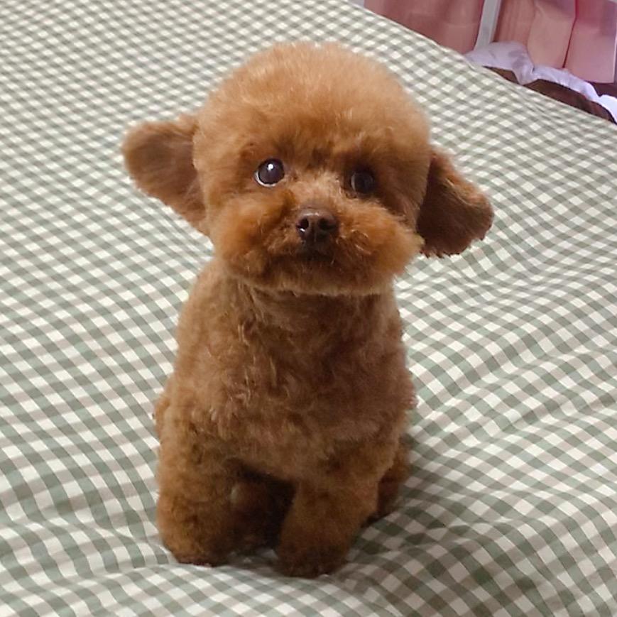 小米是只小狗