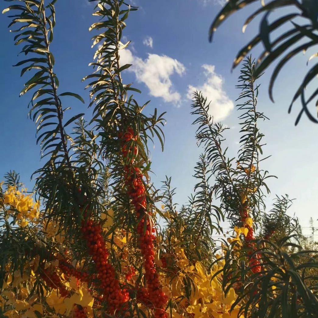 沙棘大宝优品店源宝