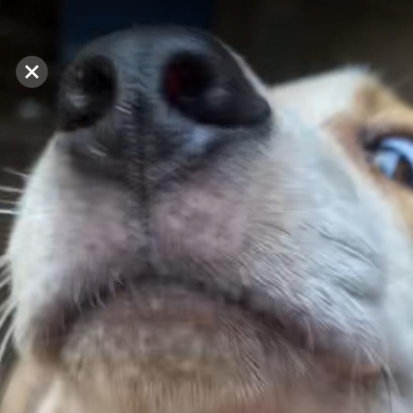 @、村佬玩大耳串串