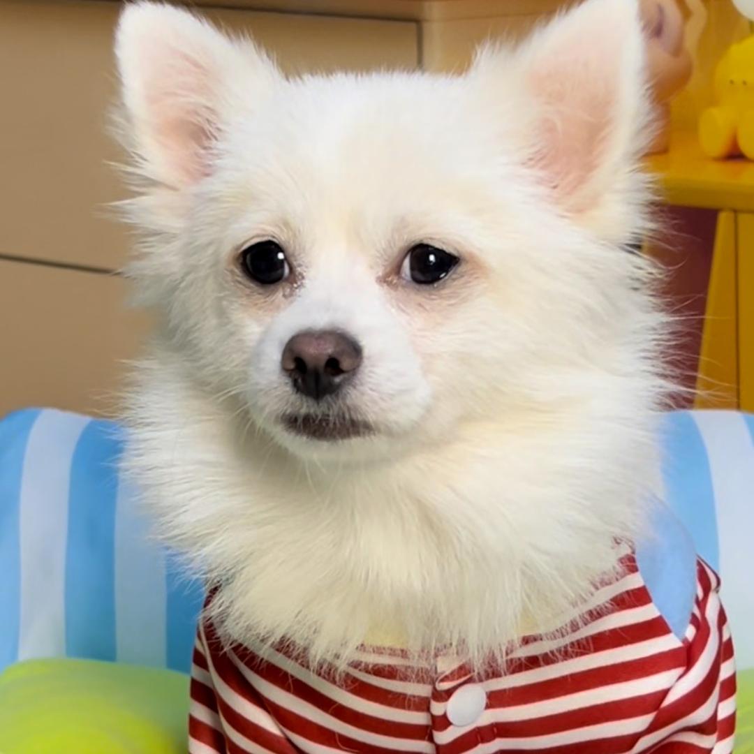 泰博姐妹宠物用品甄选