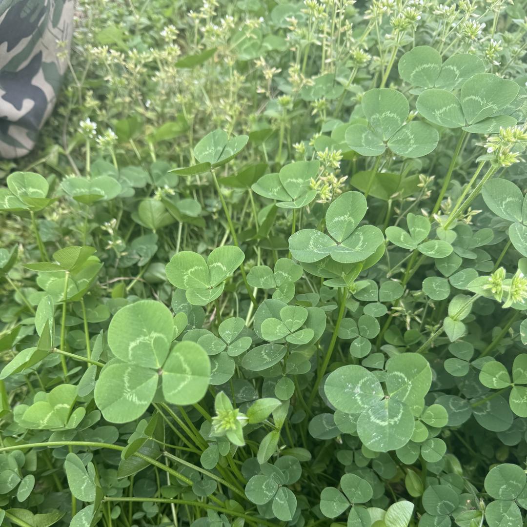 康西童品优选2店