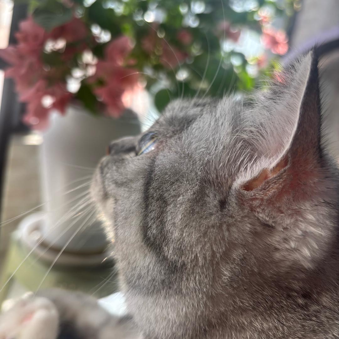 李大橘和张橘妹