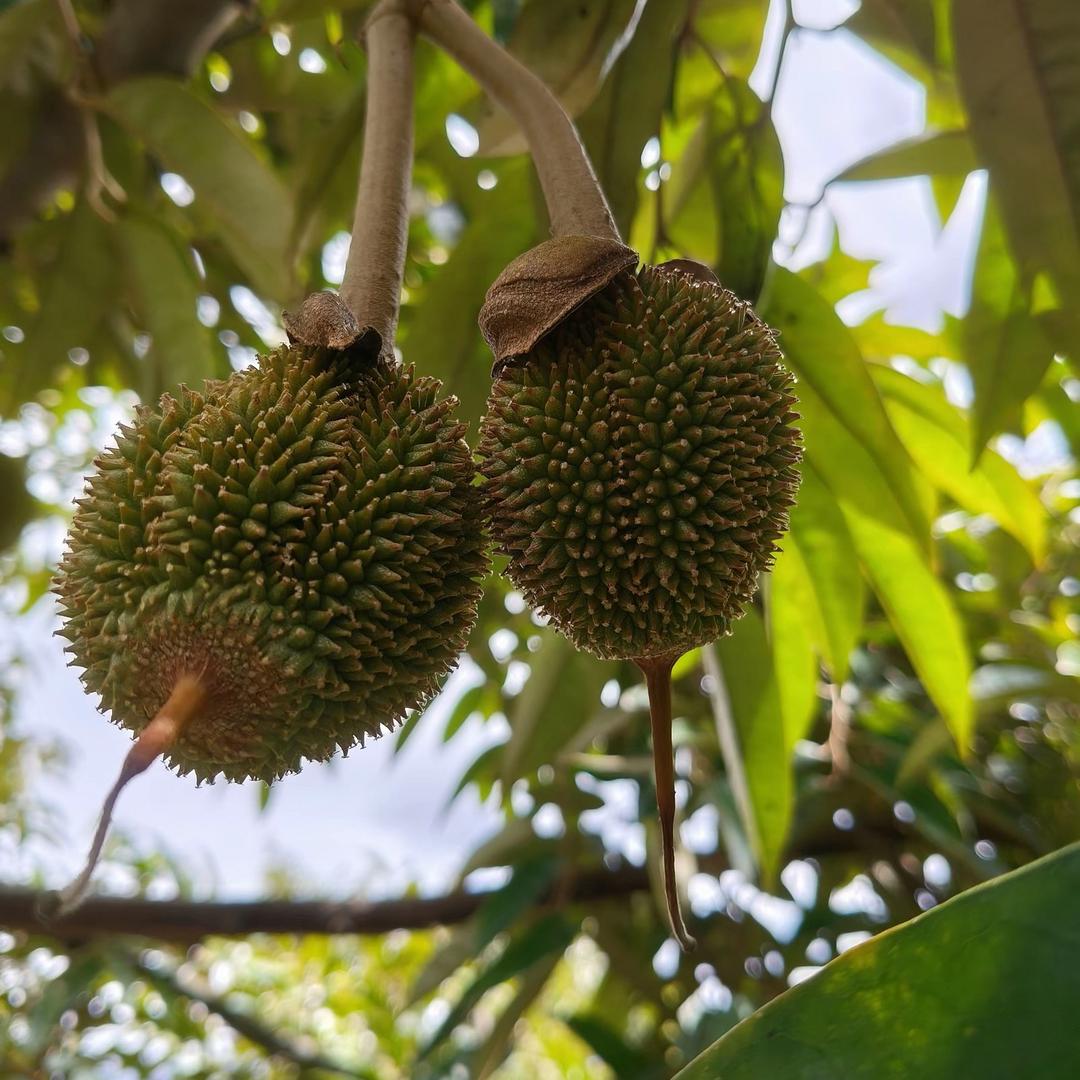 妃多多苗木专卖店