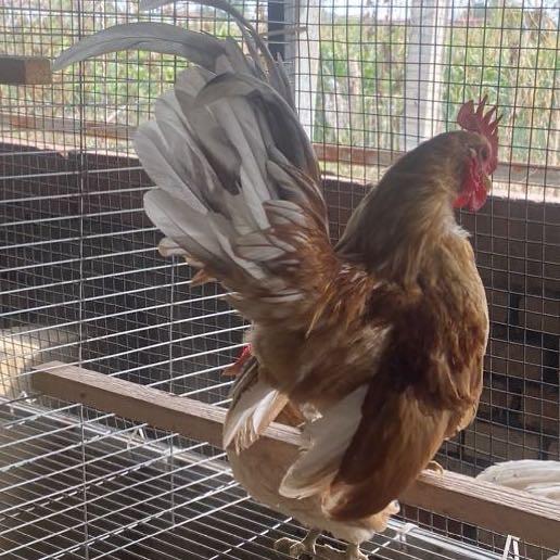 自繁自养观赏鸡