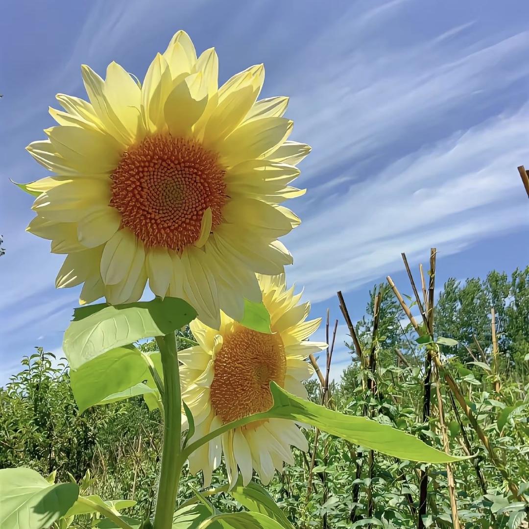 小花