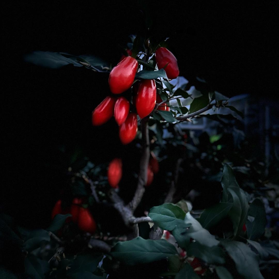 中屏农业（老鸦柿）的头像