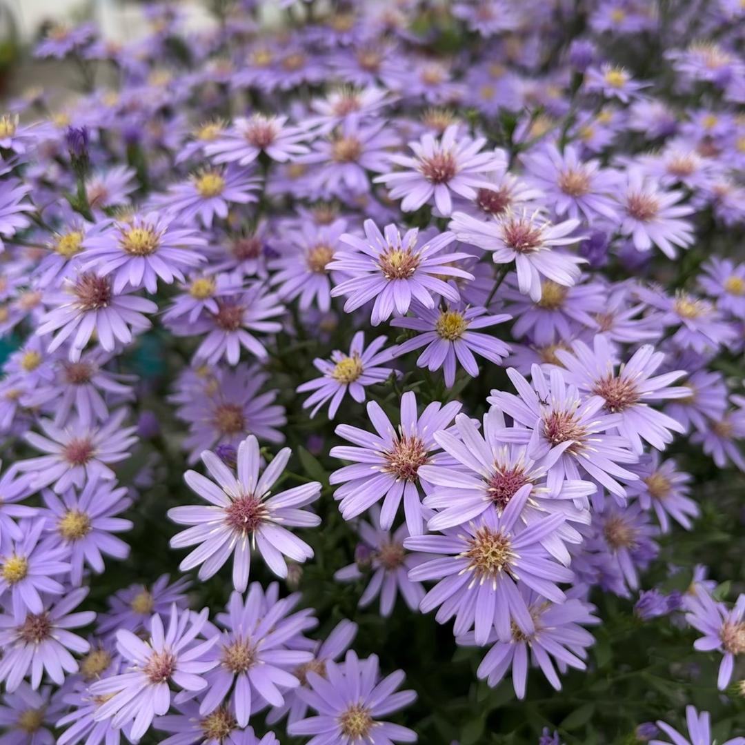 立舭企业店小二花田