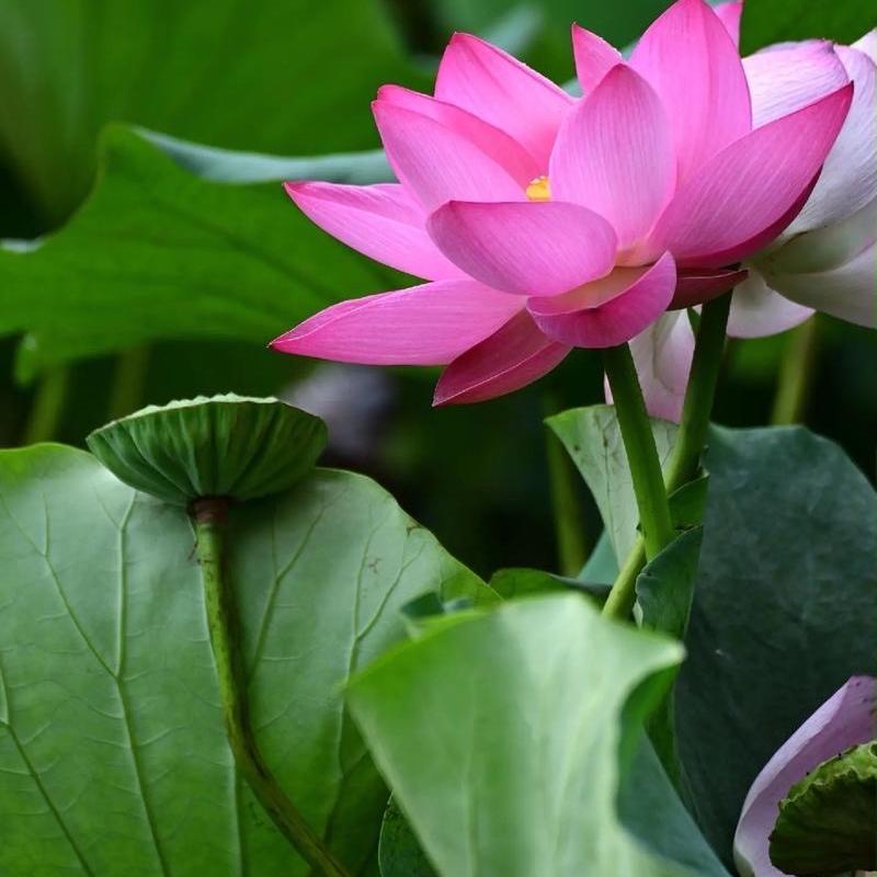 智慧星鲜花店