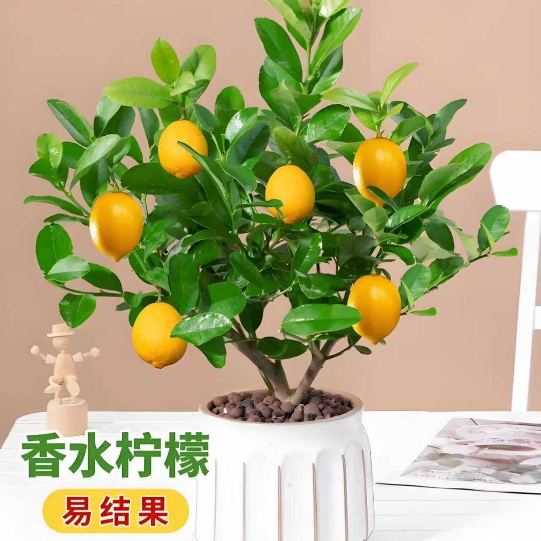 森之源果树苗圃