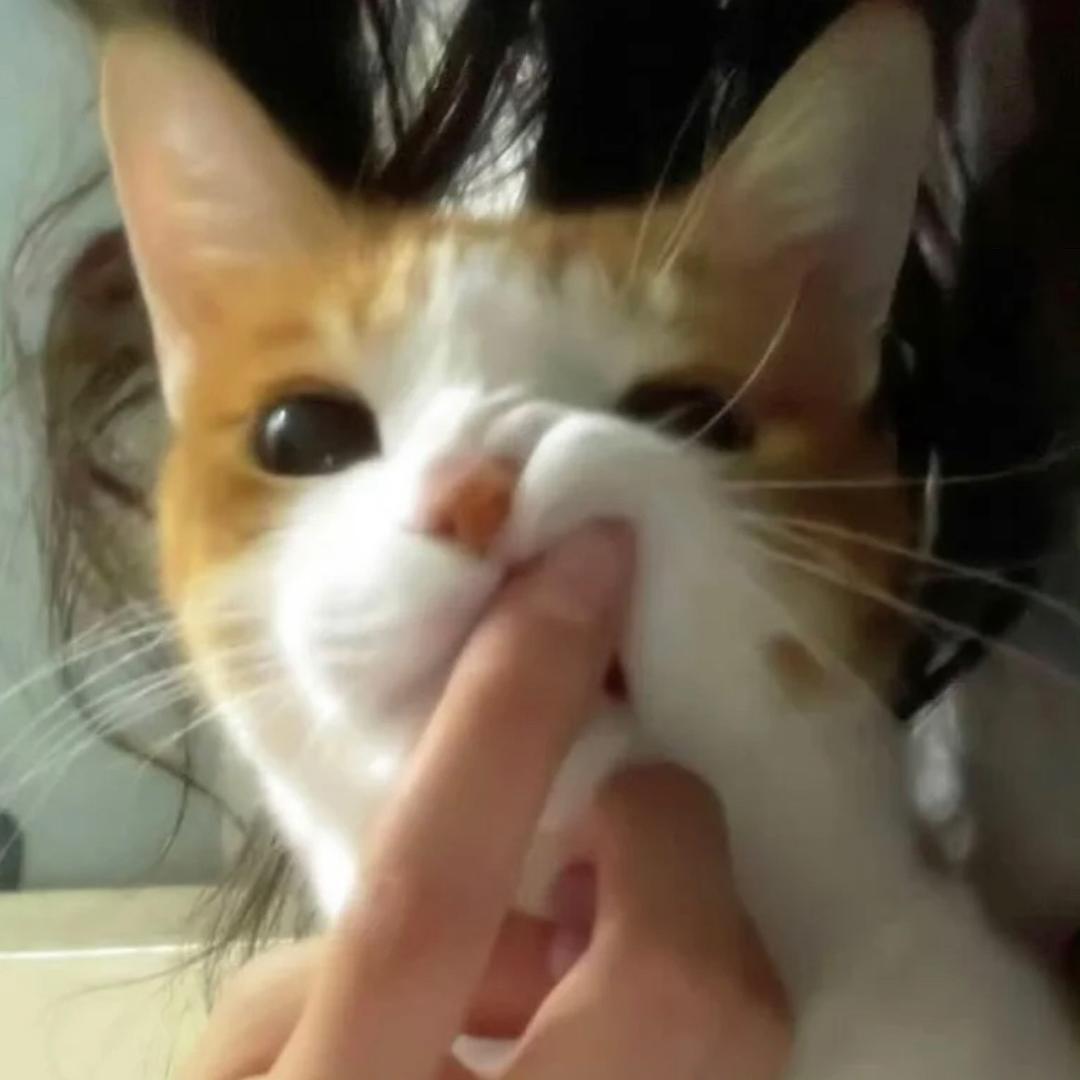 弹老爷爷脑瓜崩的邪恶小猫面包