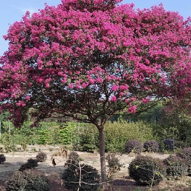 诺诺紫薇基地