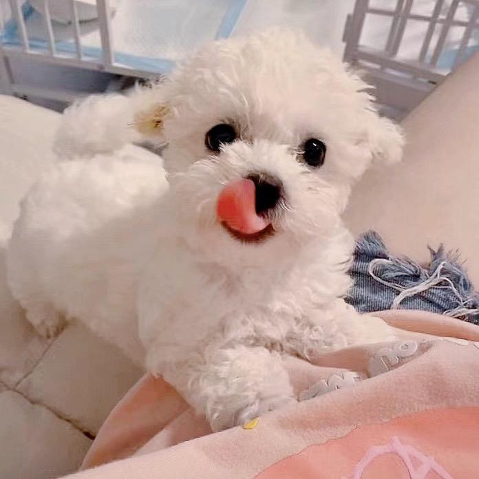 比熊豆豆儿