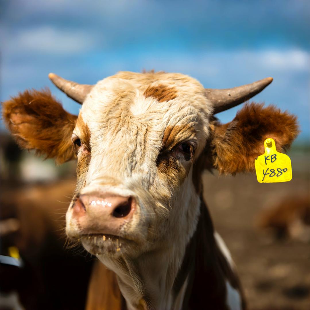 科尔沁生鲜旗舰店零售店