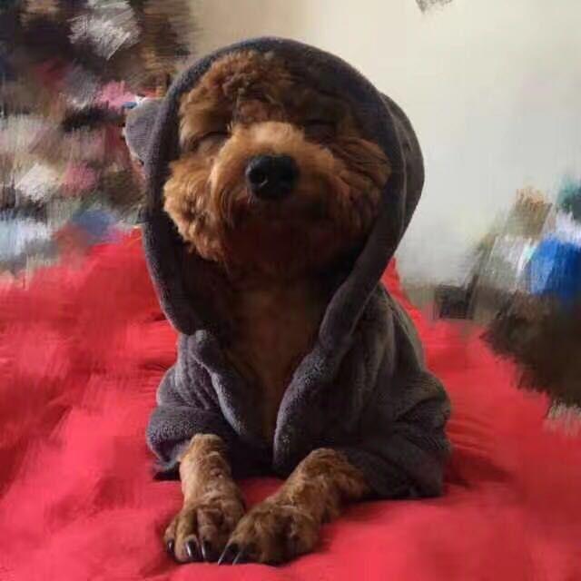 快乐的鑫鑫