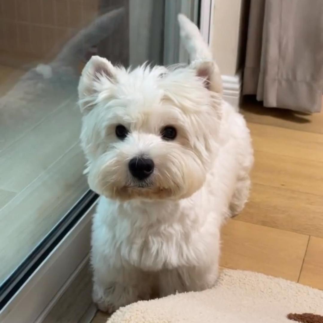 一只小勒比