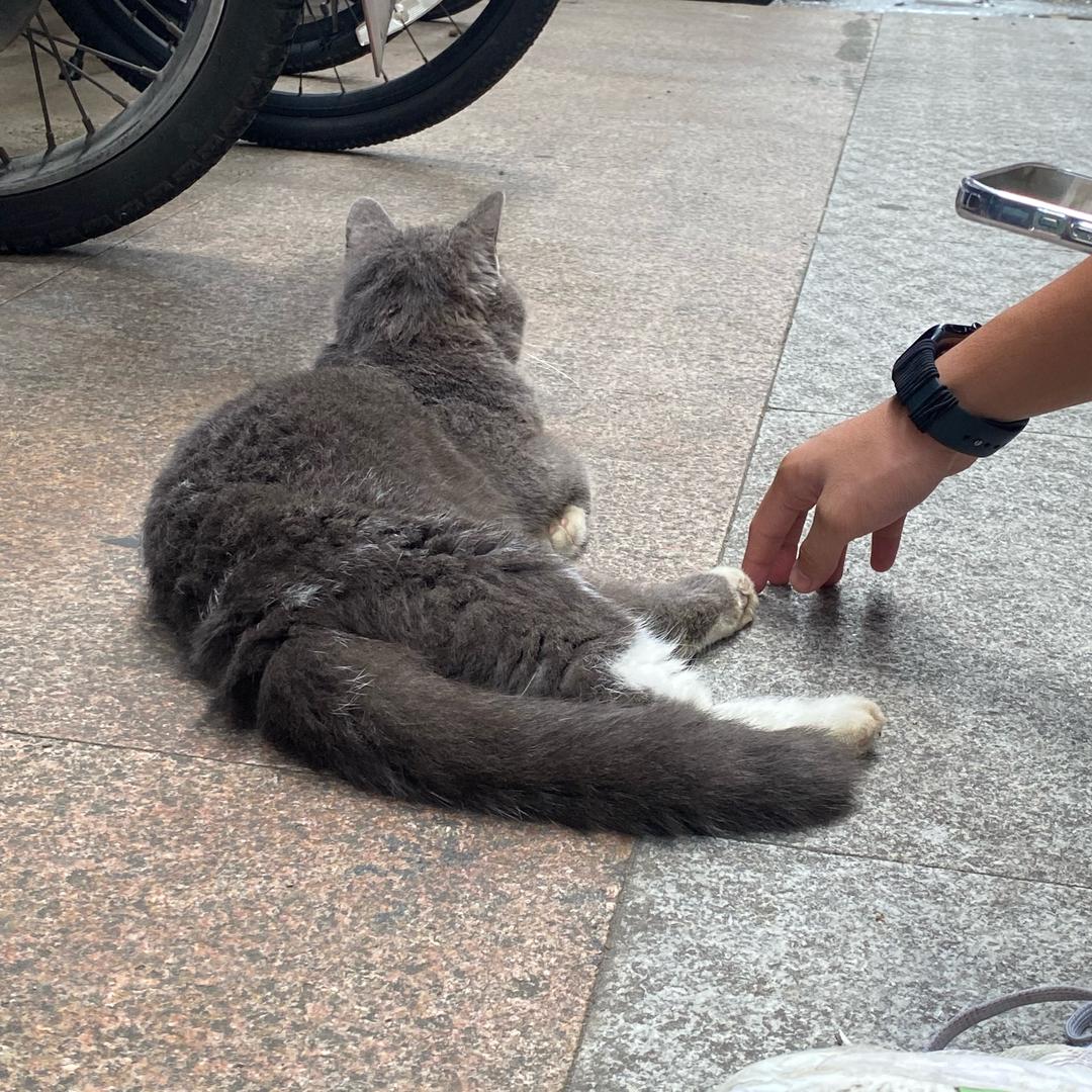 万年青