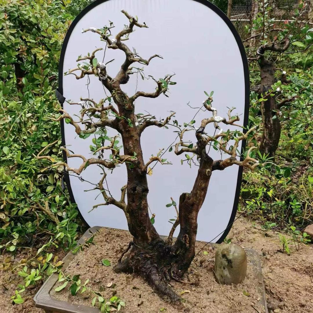 盆景小简