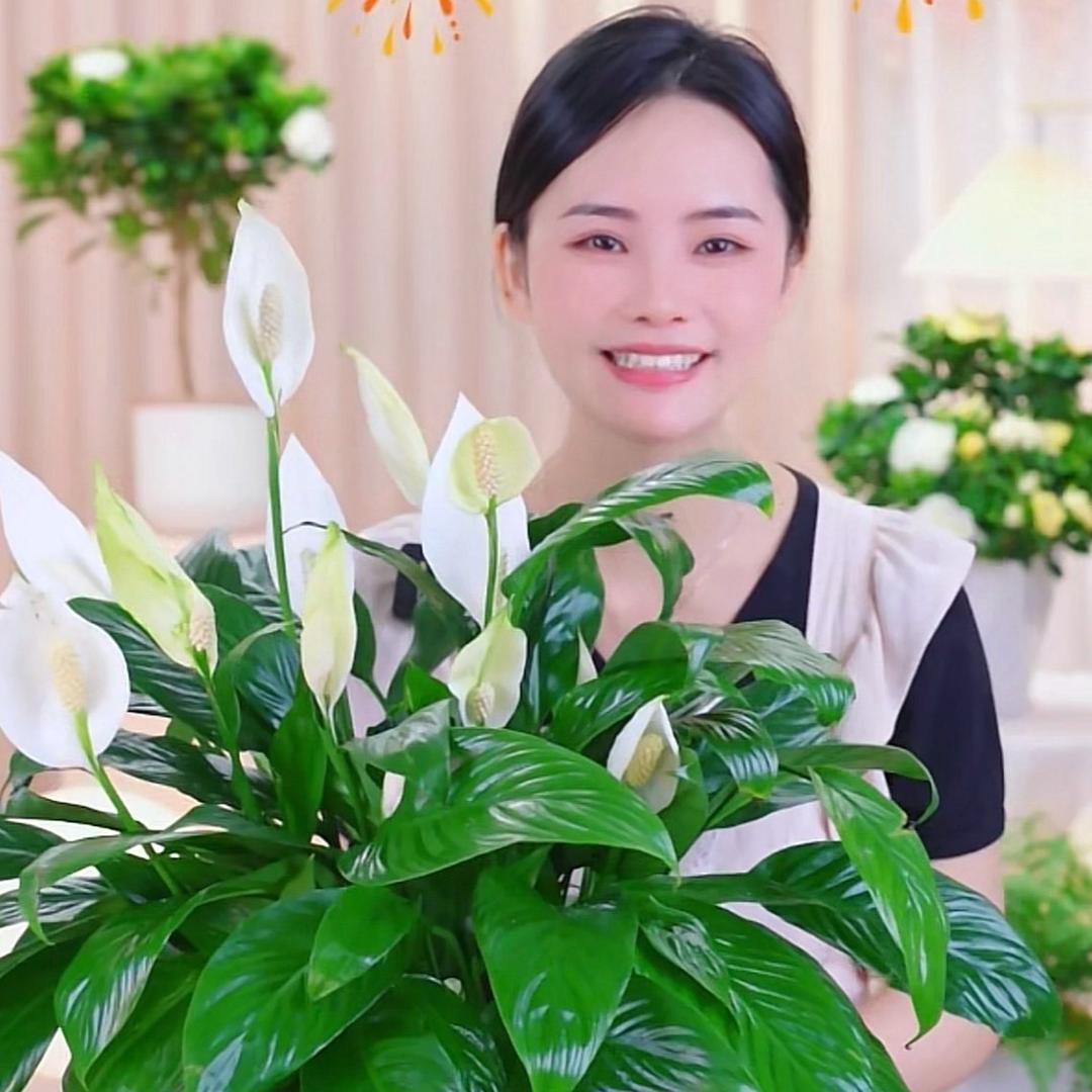 思思花卉园艺