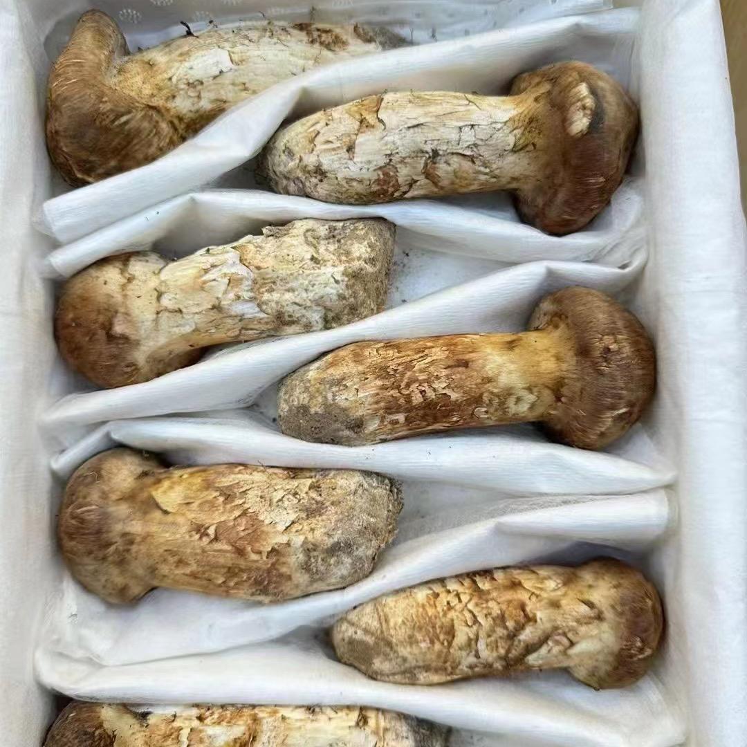 东宁恒宇松茸