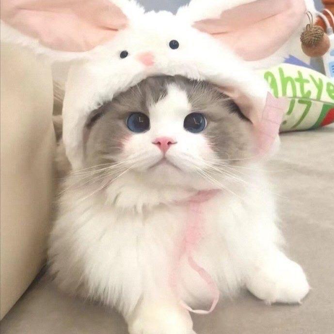 丹德森宠物旗舰店