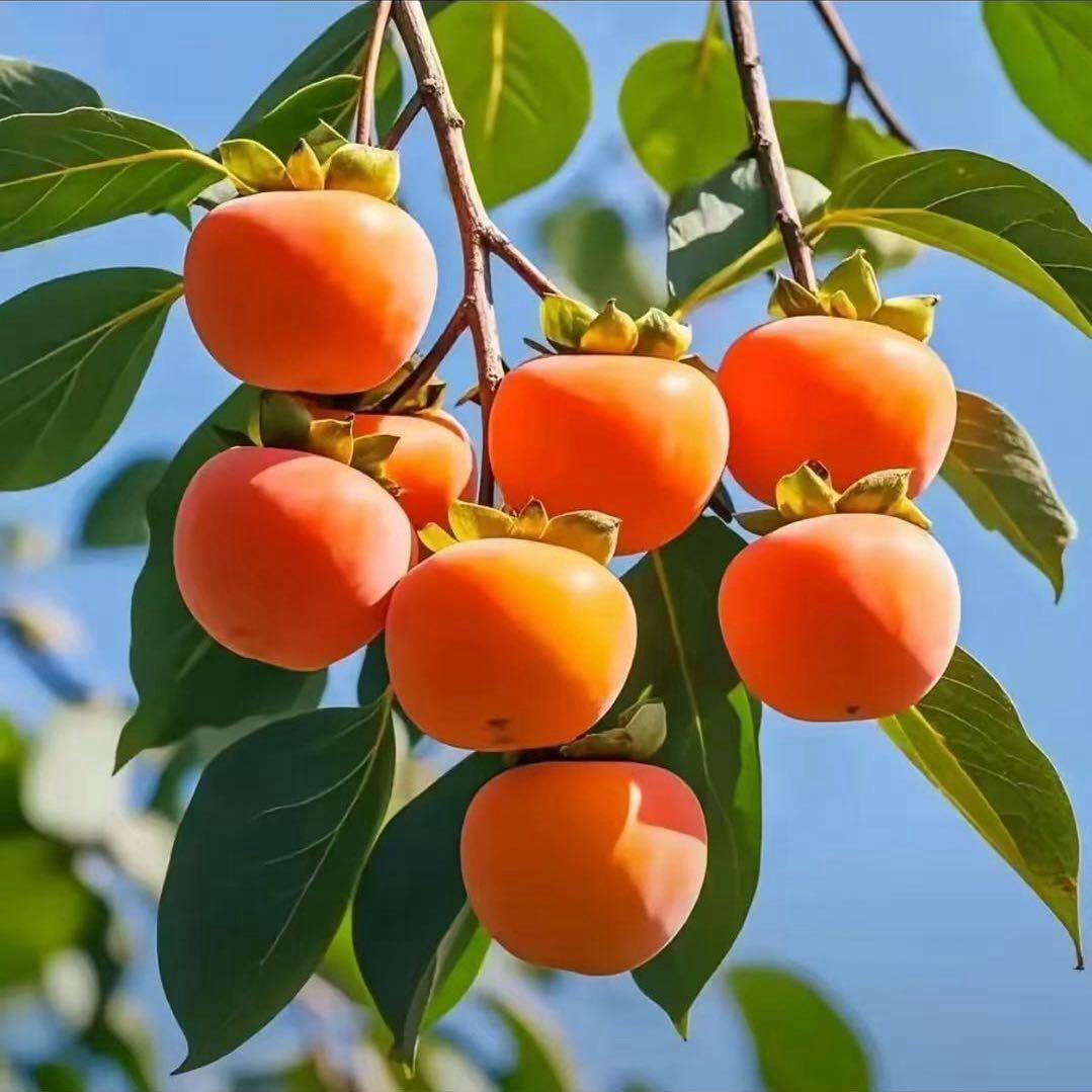 山药米糕官方号（二中店）