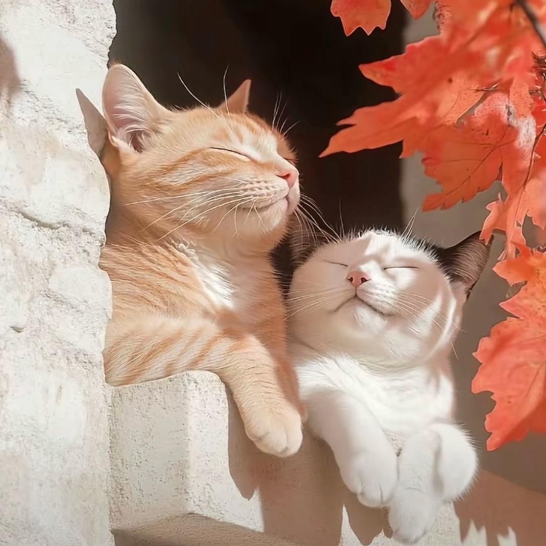 哇噻小妹～（旅行版）