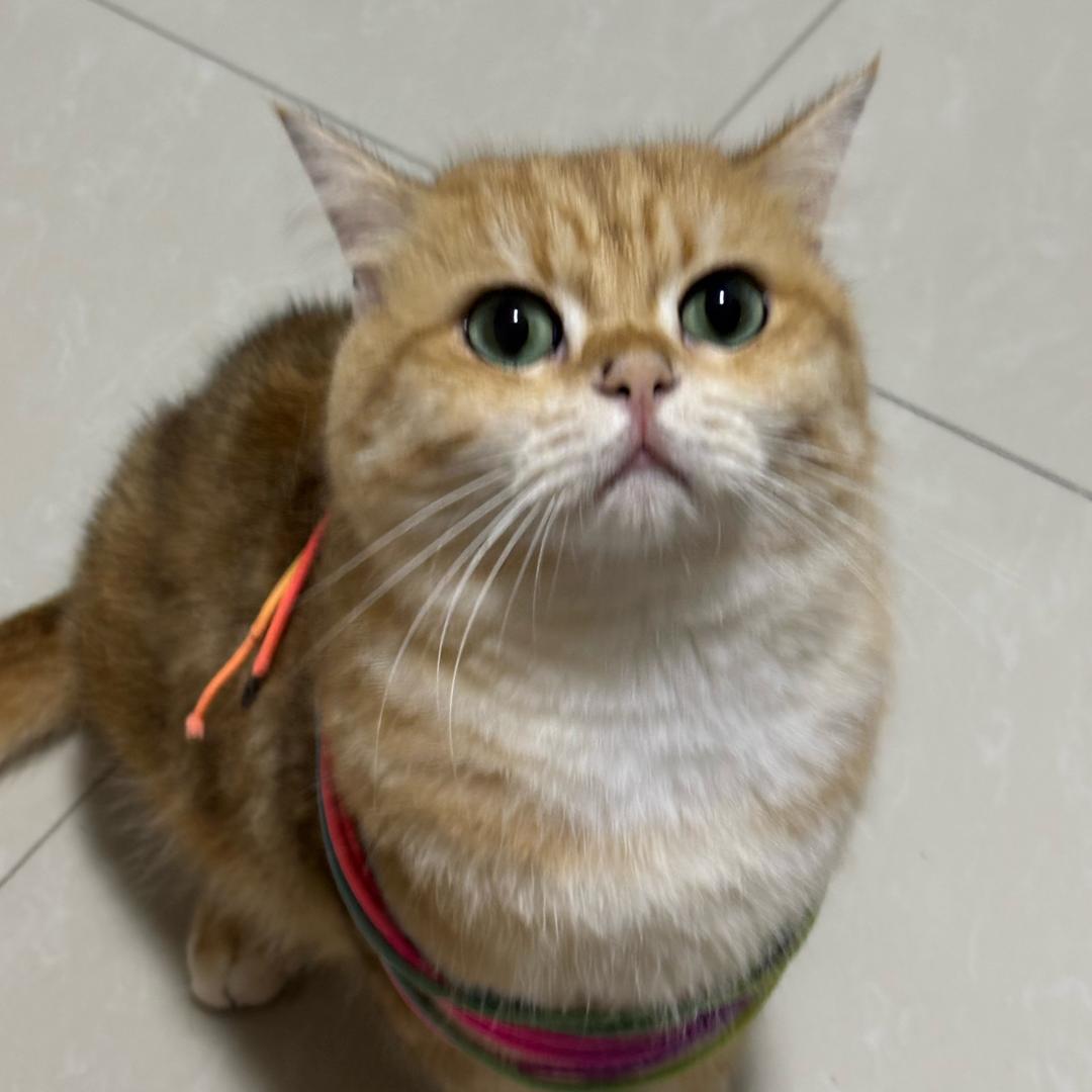 土豆是只猫