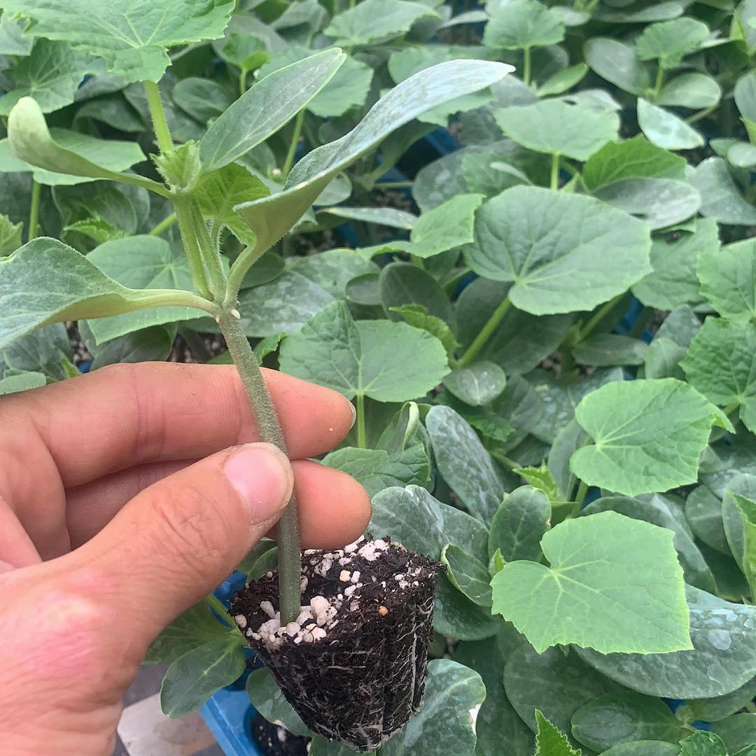 寿光市好建农业有限公司（种子、种苗销售）