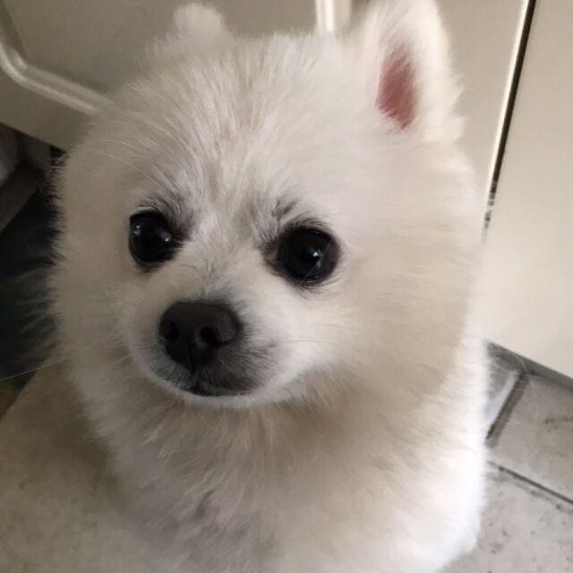 🥝樱桃小丸犊子