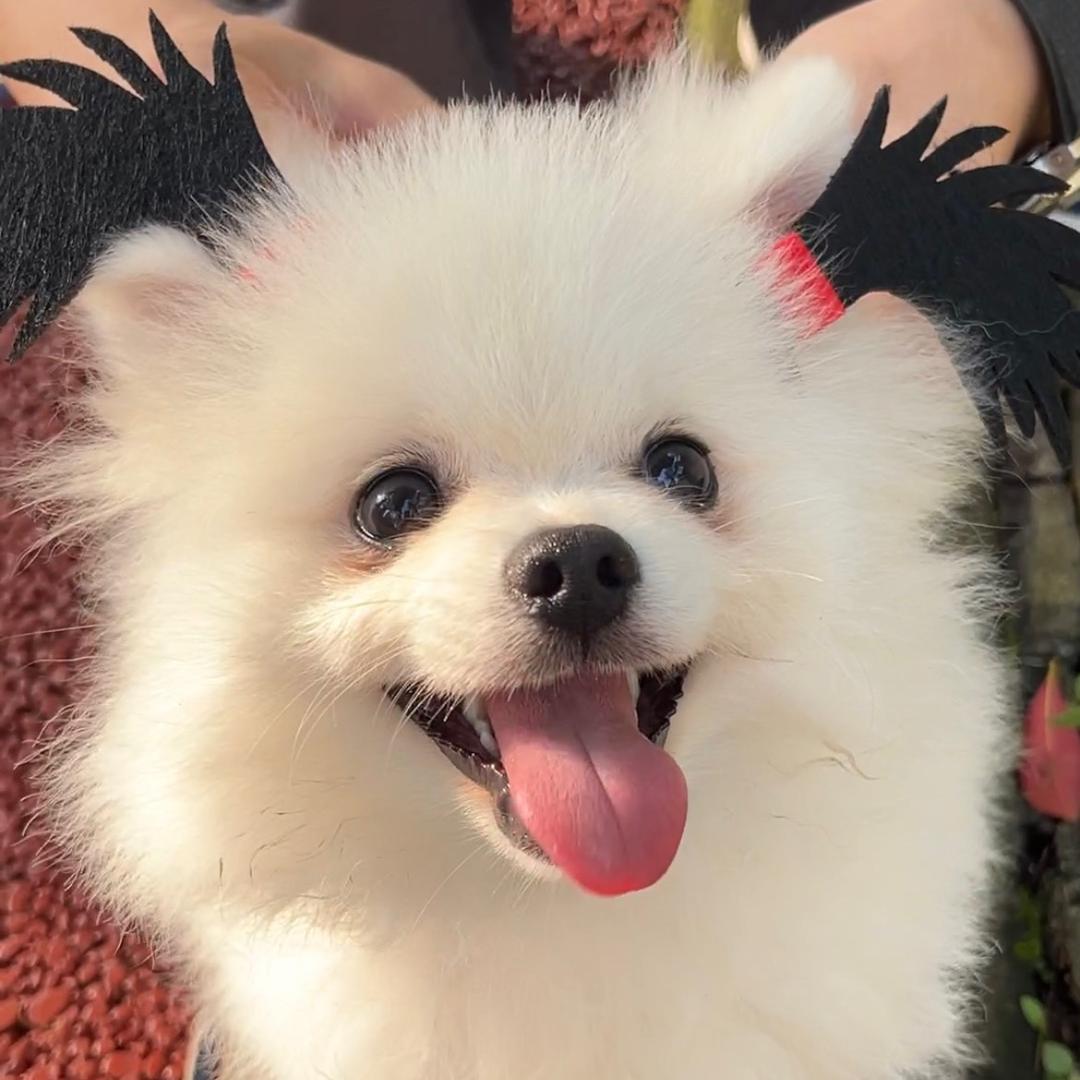 博美奶昔🐾