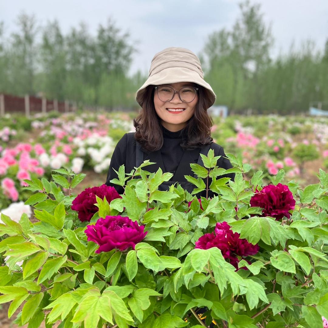 菏泽冠香牡丹
