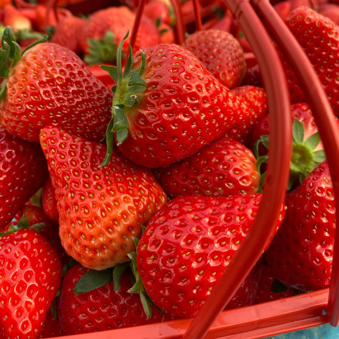 欣欣草莓88号园（草莓盆栽🍓）
