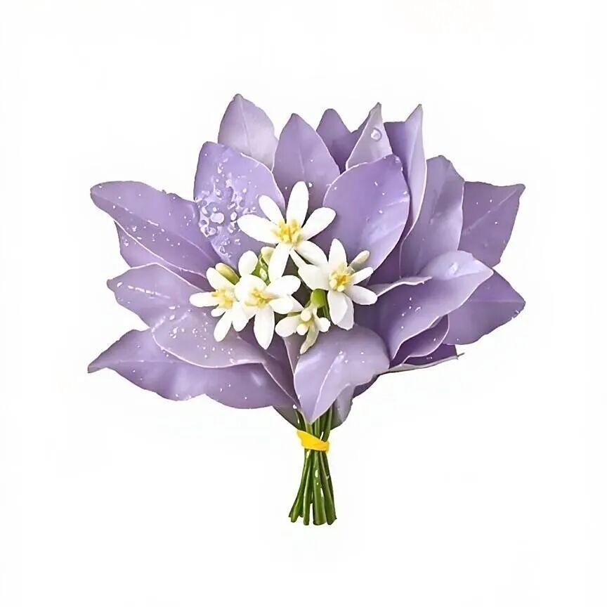 香菜𝙂𝙞𝙧𝙡 ✨（橱窗🈺业中）